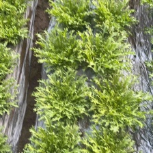 【苦菊】辽宁优质苦菊 产地直发 新鲜直达 对接全国市场