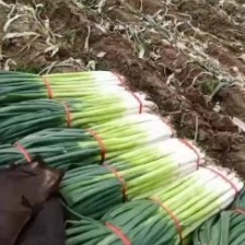 <font color=red>大葱</font>