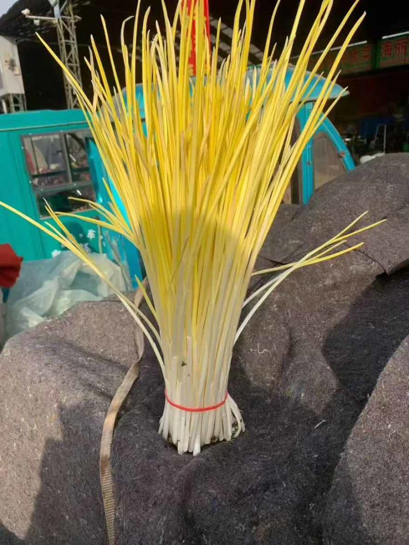 当季鲜菜，黄金诱人，不沾泥土，色泽金黄透明像金条一样。