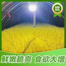 当季鲜菜，黄金诱人，不沾泥土，色泽金黄透明像金条一样。