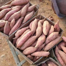 红薯四川  西瓜红 新鲜红薯现挖 苏八红皮红心黄心白心！