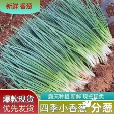 小葱，小香葱，产地直发，量大价优，有需请咨询！