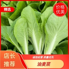 奶白菜