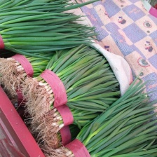 山东精品四季小钢葱全年供货产地货源可供全国市场商超规格齐全