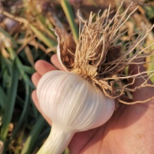 热销《云南紫皮蒜》大大果2025年鲜货产地发货一手货源