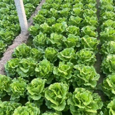 周口意大利生菜大量上市代发全国量大从优欢迎来电