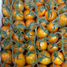 铁皮柿子草莓柿子草莓番茄碱地草莓柿子大量现货可按需求包装