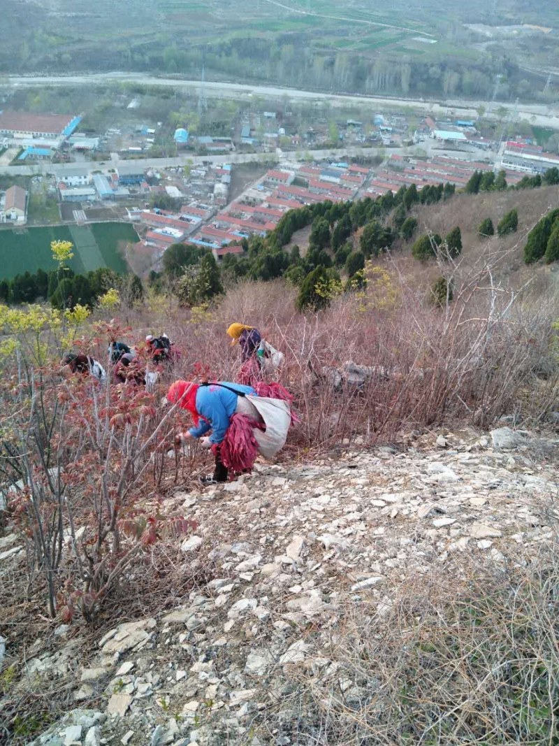 红香椿之乡临朐沂蒙山露天红香椿香椿芽农家种植采摘现摘现发