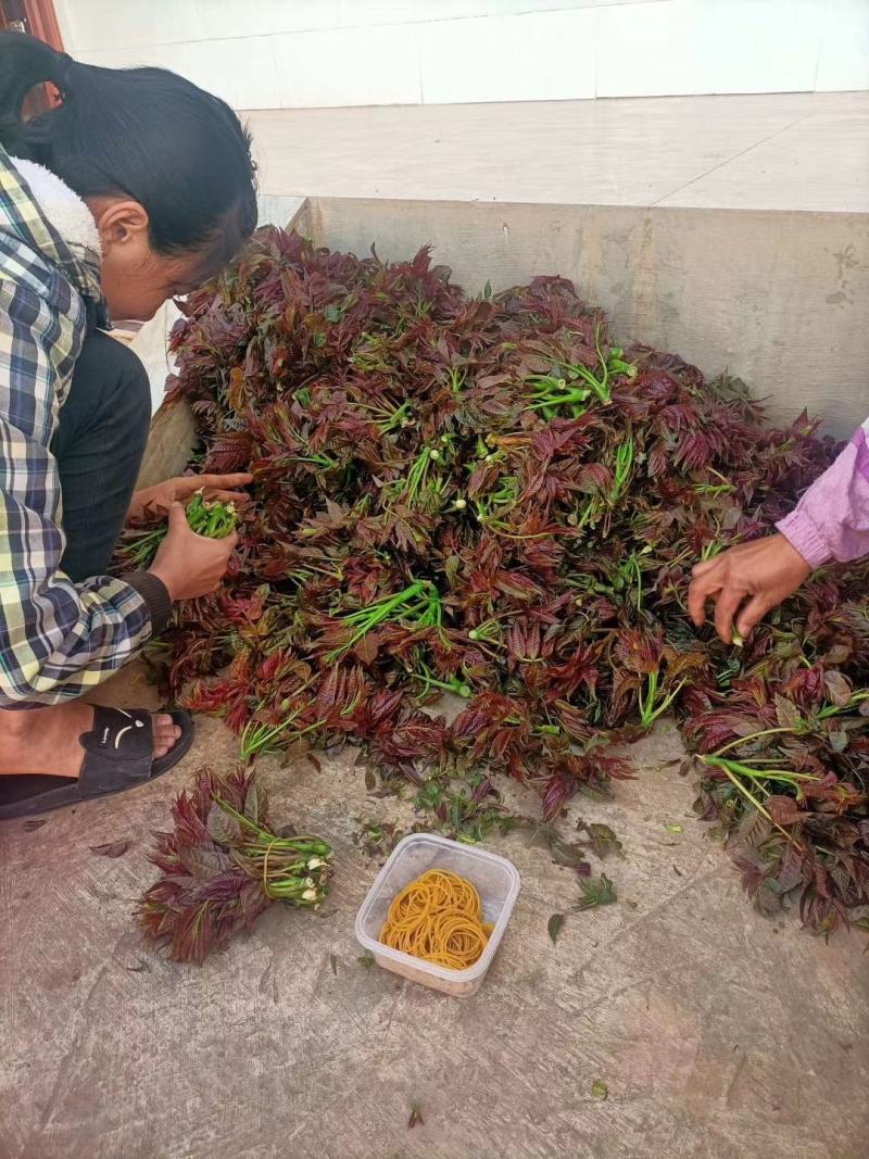 【推荐】云南弥勒香椿大量上市，一手货源，有需要的可以联系