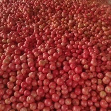 精品<font color=red>西红柿</font> 大红<font color=red>西红柿</font> 产地直发对接