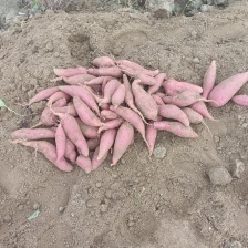 山东地瓜红薯 西瓜红 烟薯25 紫薯货源充足