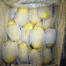 滕州大棚土豆，大青头，四两起步。荷兰代装三两起步，大量供