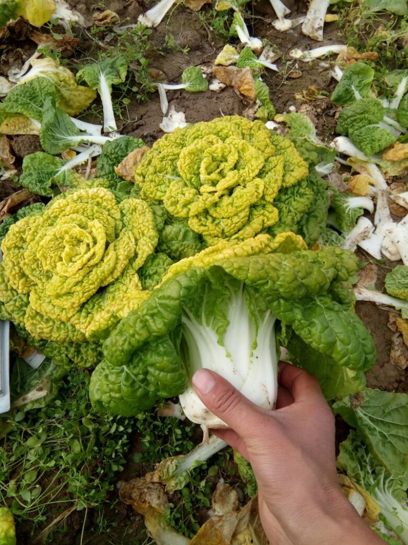 河南南阳精品黄心菜，黄心乌菜，万亩基大量上市欢迎实地考察