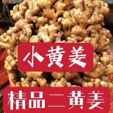 大黄姜 产地供应 全国发货 对接市场电商 欢迎实地考察