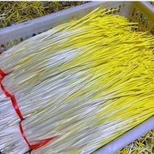 山东平邑精品蒜黄货源充足质量优良对接全国客商欢迎订购。