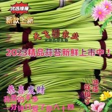 （推荐）蒜薹精品常年供货，保新鲜质量，供应超市，品质好