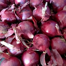 开封洋葱 红皮 紫皮 扁洋葱 二红 代收代发代加工代存