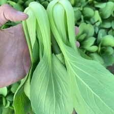 每日现摘精品有货快菜 需要的联系大棚蔬菜长期供应