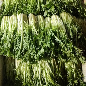 【推荐】精品苦菊 云南产地直发一手货源品质保障价优欢迎