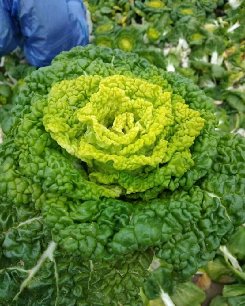怀远县精品黄心菜 一手货源批发品质保证价格美丽欢迎合作！