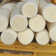 华南9号黄心木薯。广西柳州