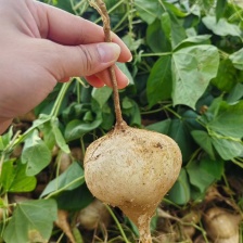 自家种的地瓜！（凉薯）（土瓜）新鲜出炉了