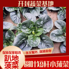 内蒙小叶菠菜/大小叶各种规格都有，产地大量上货