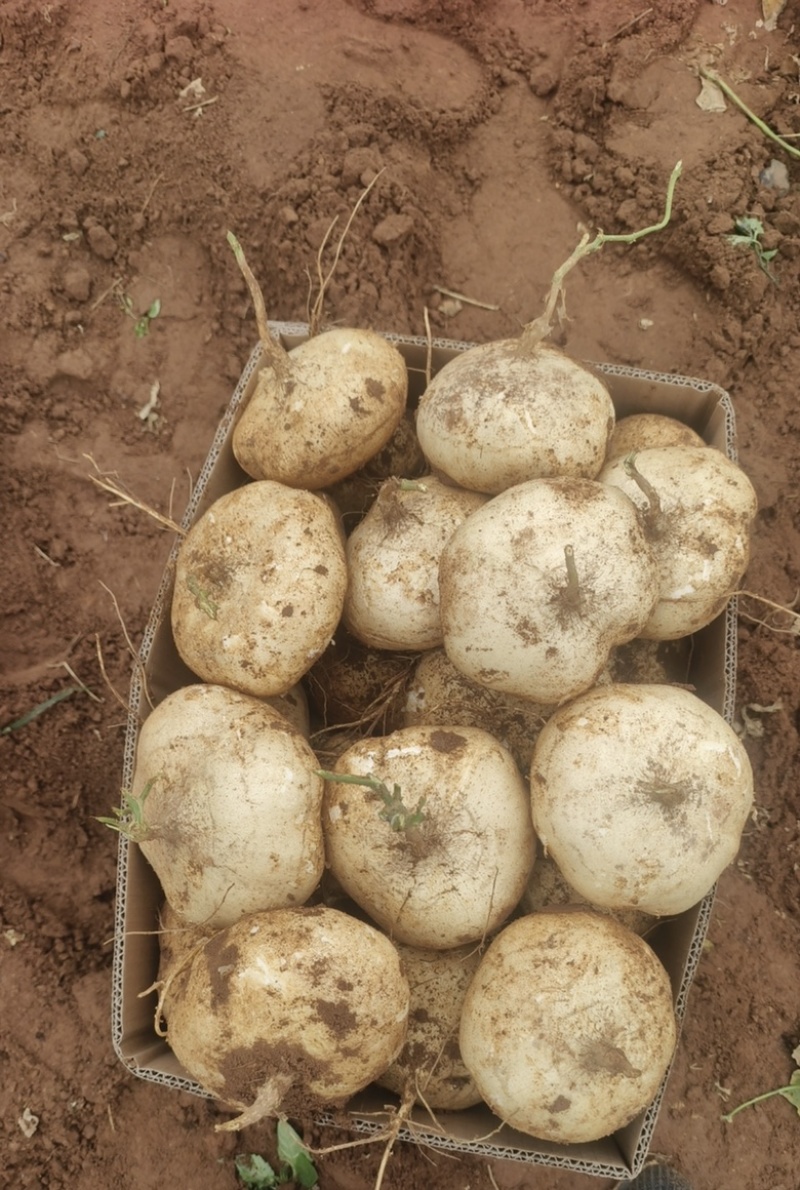 今天凉薯价格微下降哟