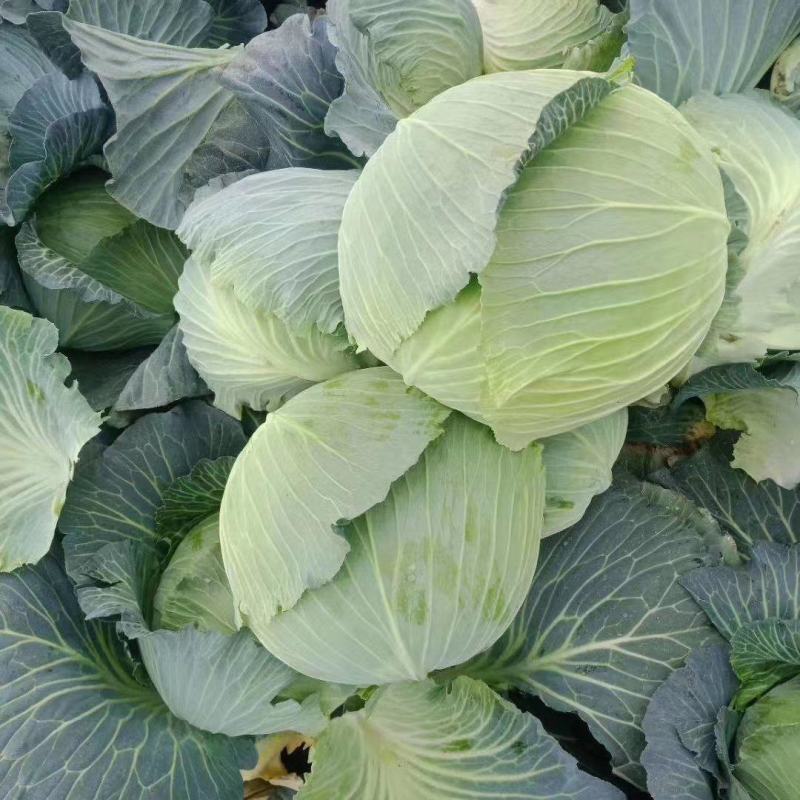 包菜甘蓝 圆包菜 基地直销 量大质优 价格优惠 欢迎咨询采购