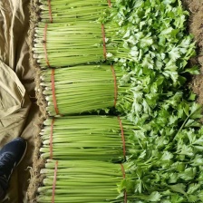 西芹一捆15斤左右，高大约1米左右，无黄叶，叶子鲜艳，绿色