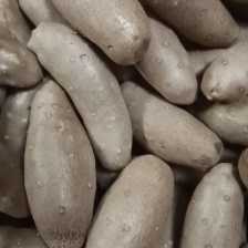 河北精品山药豆、小白嘴山药豆，产地直发对接电商 欢迎咨询