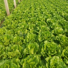 生菜/球生菜山东/精品圆生菜/生菜球/山东生菜球/产地直发