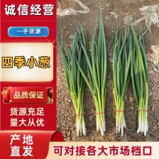 精品大棚小细葱大量现货供应无药残需要的联系支持物流发货