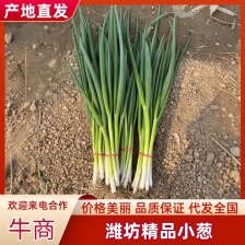 精品大棚小细葱大量现货供应无药残需要的联系支持物流发货