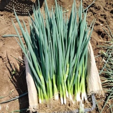 精品大棚小细葱大量现货供应无药残需要的联系支持物流发货