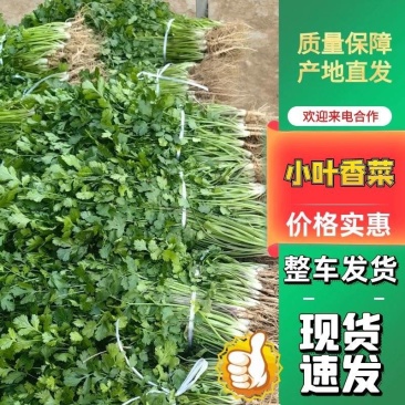 [荐]香菜 精品小叶香菜 原产地发货 各种规格欢迎来电