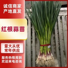 红根蒜苗 产地直发 质量保证 欢迎老板预订 长期有货