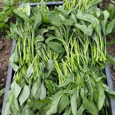 头刀割头红苋菜