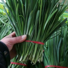 南通大棚精品韭菜大量上市中，没黄尖，无病害。