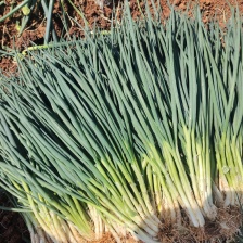 山东大棚小葱大量上市正在热卖中产地一手货源支持物流发货