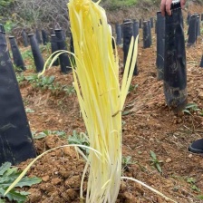 兰州张家大坪韭黄基地