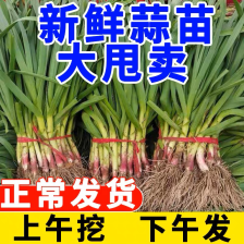 蒜苗 红根蒜苗40-50cm 蔬菜基地直供 开视频看货