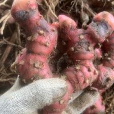 广东茂名化州市  南姜，欢迎全国采购商致电