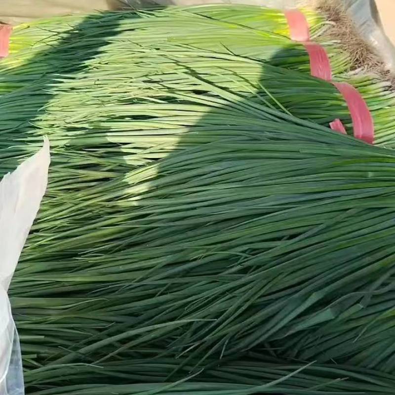 【推荐】小葱香葱刚葱 一年四季供应有大棚有冷库 可发全国