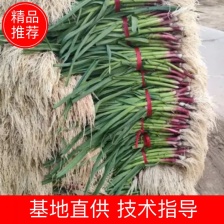 湖北蒜苗 红根蒜苗 颗粗 无虫，无黄叶 一手货源