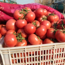 硬粉<font color=red>西红柿</font>，果形好，有亮度，个头均匀