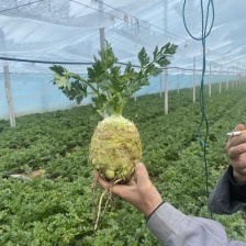 本地西芹，寿光精品西芹，优势基地，本