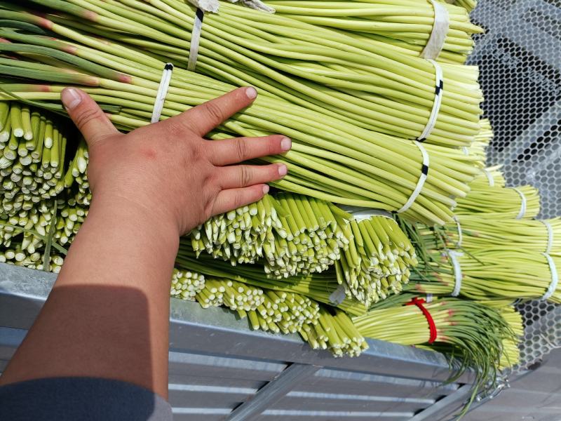 河南开封蒜薹，电商，超市，美团，各大批发市场大量供应，