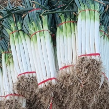 昌邑长白大葱 【精品】优质30~40cm 供应市场批发商
