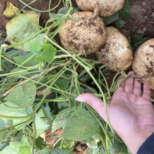 湛江雷州新苗货，产地批发，惊爆价